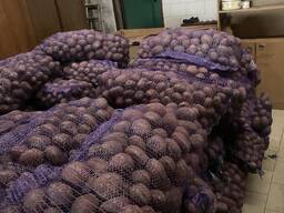 Картофель 0.40-0.50 коп