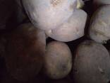 Картофель - фото 1