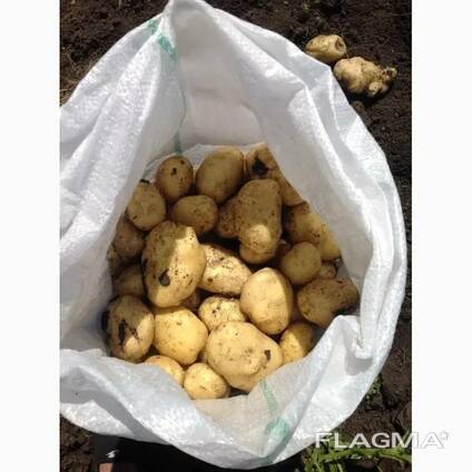 Картофель