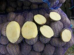 Картофель из Беларуси оптом от производителя.