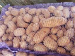 Картофель, капуста, морковь, лук, свекла, помидоры, огурцы