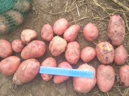 Картофель Казахстан