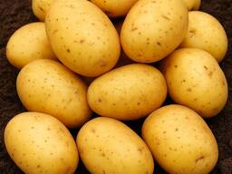 Картофель Коломбо семенной