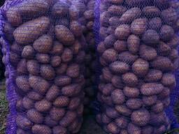 Картофель крупный сорт скарб