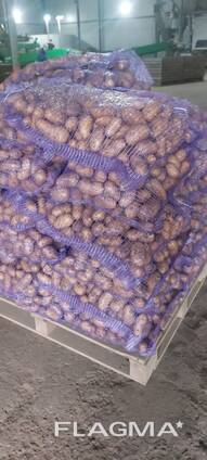 Картофель Лилли