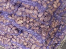 Картофель Лилли