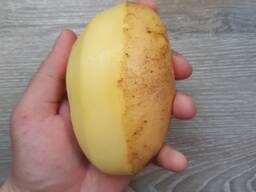 Картофель оптом и в розницу