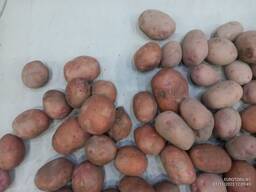 Картофель продовольственный