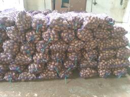 Картофель продовольственный