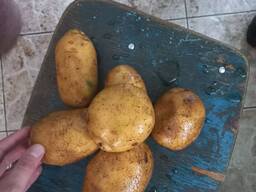 Картофель продовольственный Бриз 5