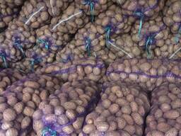 Картофель скарб качественный