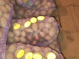 Картофель Сорт Першацвет