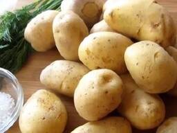 Картофель урожай 2025 года