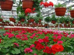 Пеларгония