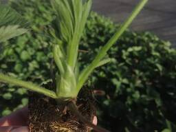 Кассетная рассада клубники с ЗКС