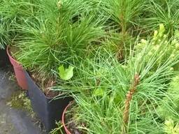 Кедр сибирский около 20 см 14 рублей