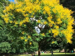 Кельрейтерия метельчатая Koelreuteria paniculata, морозостойкая, съедобная, лекарственная,