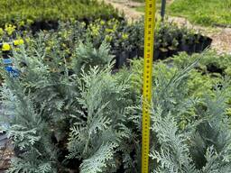 Кипарисовик Лавсона