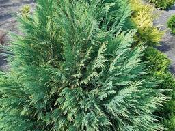 Кипарисовик Нутканский 80-90см