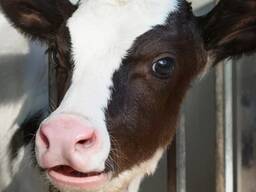 Кормовая добавка "Экстрафид" для молодняка КРС