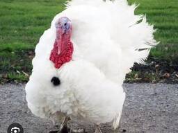 Комбикорм для индюшат Старт, для откорма Финиш