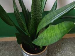 Комнатное растение, Сансевиерия, 30 см