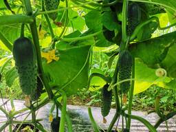 Контрактное производство(выращивание) фермерское хозяйство