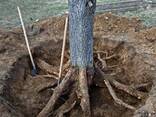 Корчевание пней вручную Гомель - фото 3