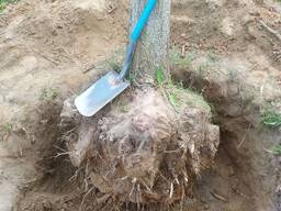 Корчевание пней вручную Гомель