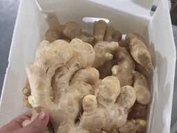 Корень Имбиря