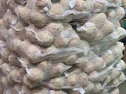 Корень сельдерея (производство Польша)