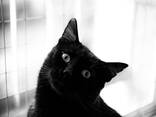 Кот Джексон (3 года) ищет дом - фото 3