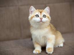 Котята с родословной