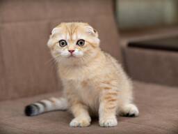 Котята с родословной