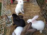Кролики - фото 1