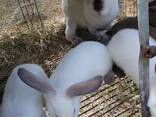 Кролики - фото 3