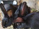 Кролики - фото 7