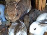 Кролики - фото 2
