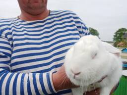 Кролики Паннон чистая линия