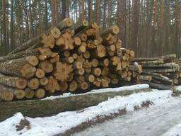 Кругляк берёза