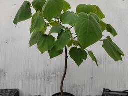 Крупный Саженцы Деревьев ЗКС высота 150-160 см