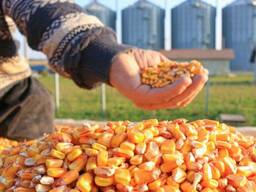 Кукуруза, горох в больших объемах.