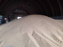 Фуражная кукуруза