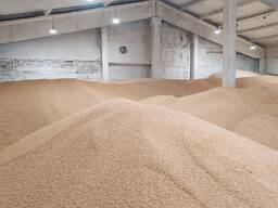 Кукуруза фуражная (зерно)