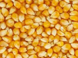 Кукуруза фуражная