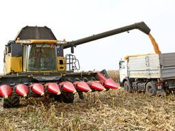 Кукуруза из-под комбайна