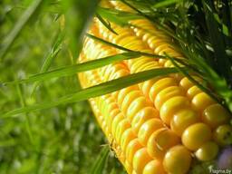 Кукуруза семена, Родник 180 СВ