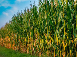Кукуруза урожай 2022 года.