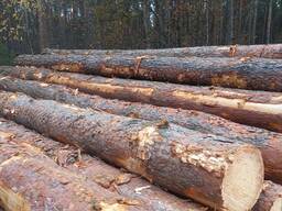 Купим лес кругляк