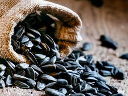 Купим маслосемена